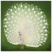 Peacock woodblock print by Ohara Koson