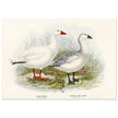 Snow goose. Vintage bird print .   XIX beautiful illustration of antique birds collection.