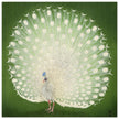 Peacock woodblock print by Ohara Koson