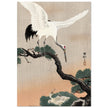 Japanese crane on pine branch by Ohara Koson