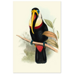 Toucan by John Gould XIX Century. Antique bird painting