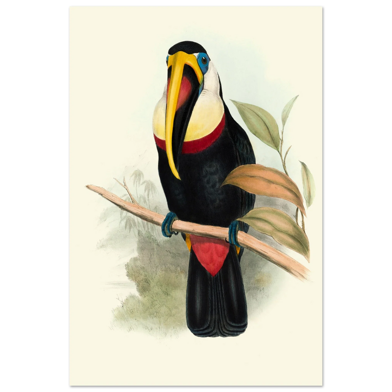Toucan by John Gould XIX Century. Antique bird painting