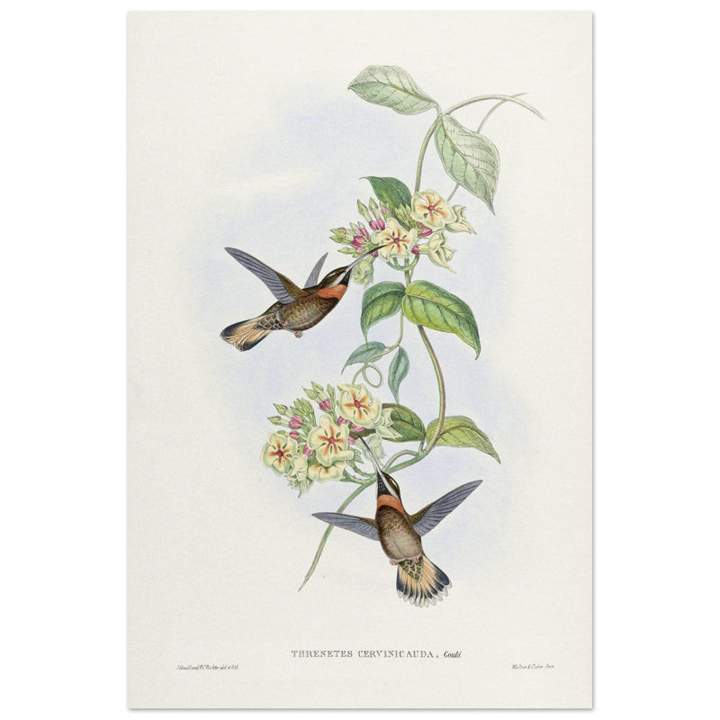 Hummingbirds  by John Gould XIX century . A Monograph of the Trochilidae. 4937