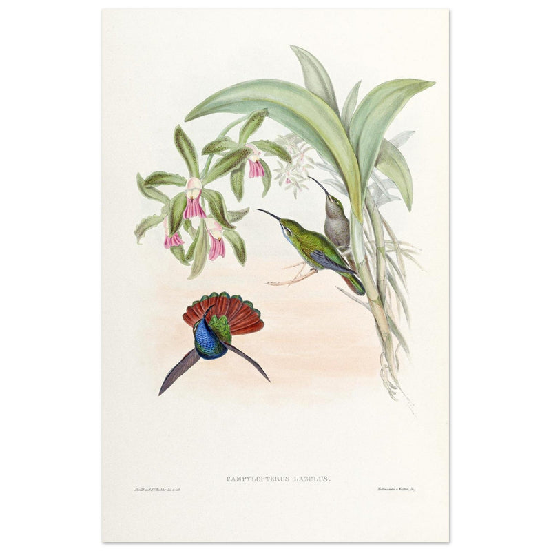 Hummingbirds  by John Gould XIX century . A Monograph of the Trochilidae. 4906