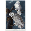 Snowy owl Stryx Nyctea by Robert Havell after James Audubon