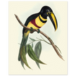 Toucan by John Gould XIX Century. Antique bird illustration