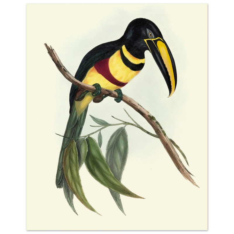 Toucan by John Gould XIX Century. Antique bird illustration