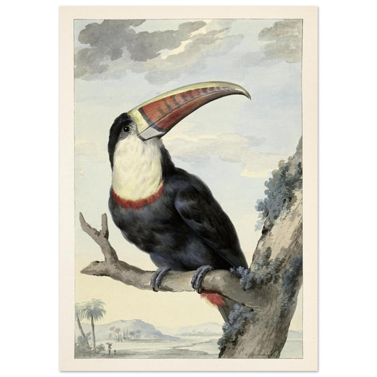 Red-billed Toucan by Aert Schouman vintage illustration 1748. Walla rt decor