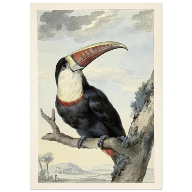 Red-billed Toucan by Aert Schouman vintage illustration 1748. Walla rt decor