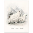 Willow and Rock Ptarmigan birds. Vintage bird print.   XIX beautiful illustration of european birds collection.
