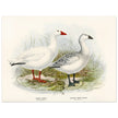 Snow goose. Vintage bird print .   XIX beautiful illustration of antique birds collection.