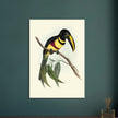 Toucan by John Gould XIX Century. Antique bird illustration