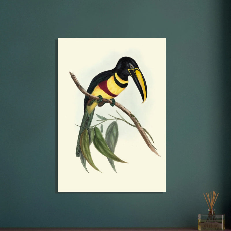 Toucan by John Gould XIX Century. Antique bird illustration