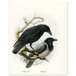 Carrion and hooded crows. Vintage bird print.   XIX beautiful illustration of european birds collection.