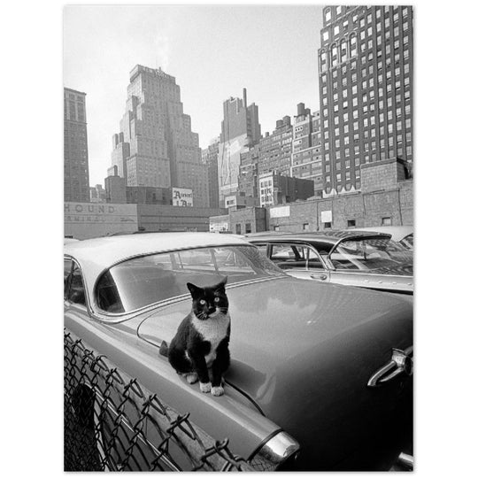 Cat sitting on vintage car. Skyscrapers in New York City. Black and white photo by Angelo Rizzuto