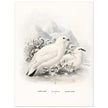 Willow and Rock Ptarmigan birds. Vintage bird print.   XIX beautiful illustration of european birds collection.