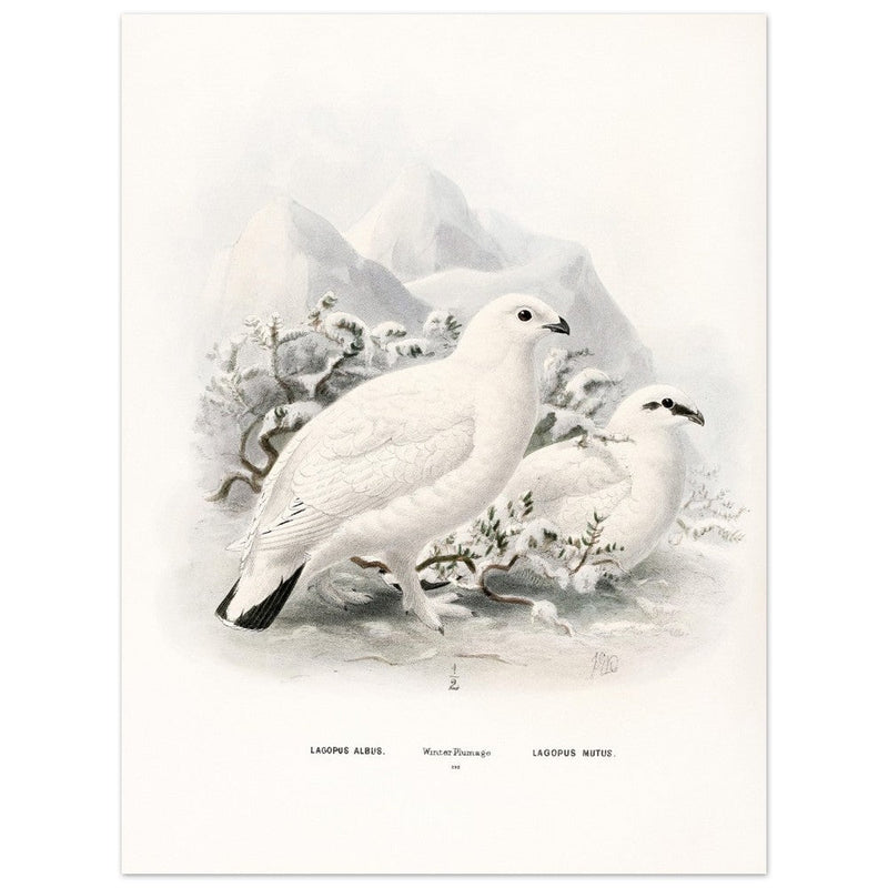 Willow and Rock Ptarmigan birds. Vintage bird print.   XIX beautiful illustration of european birds collection.