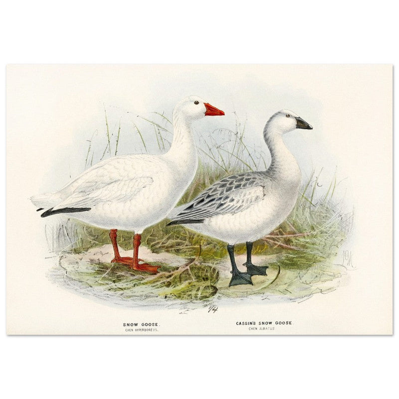 Snow goose. Vintage bird print .   XIX beautiful illustration of antique birds collection.