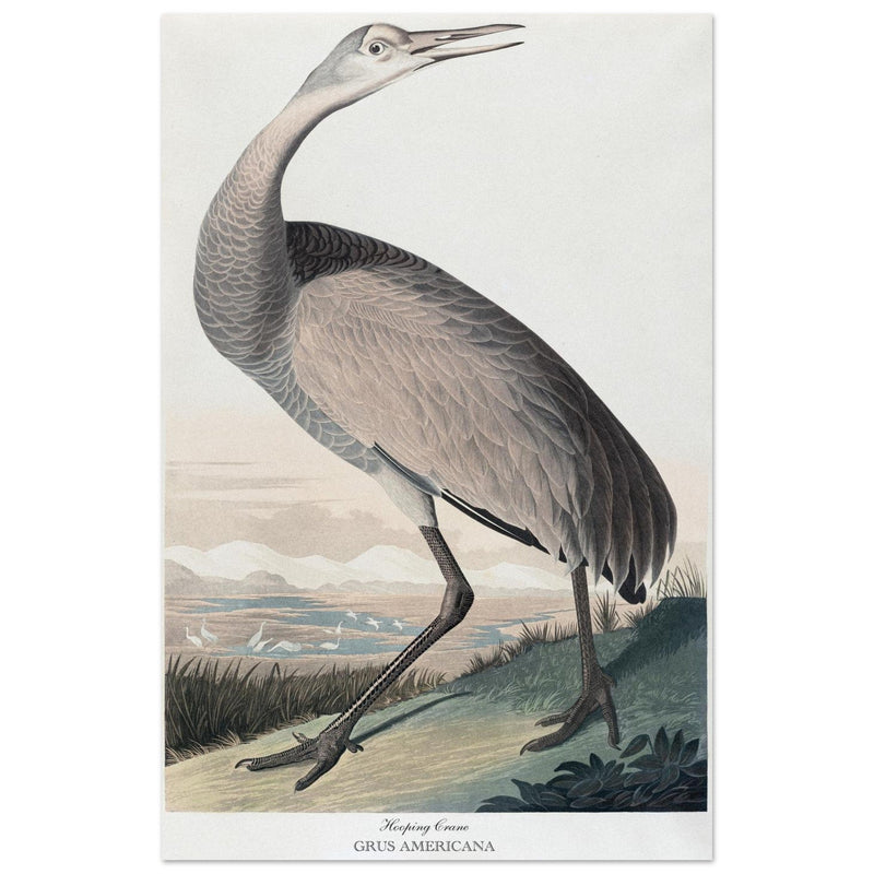 Hooping Crane Sandhill Crane, Grus canadensis by Robert Havel after James Audubon plate reproduction