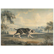 The Spanish Pointer watercolor painting by John Buckler after George Stubbs.