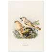 Algerian desert sparrow. Vintage bird print.   XIX beautiful illustration of european birds collection.