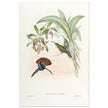 Hummingbirds  by John Gould XIX century . A Monograph of the Trochilidae. 4906