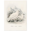 Willow and Rock Ptarmigan birds. Vintage bird print.   XIX beautiful illustration of european birds collection.