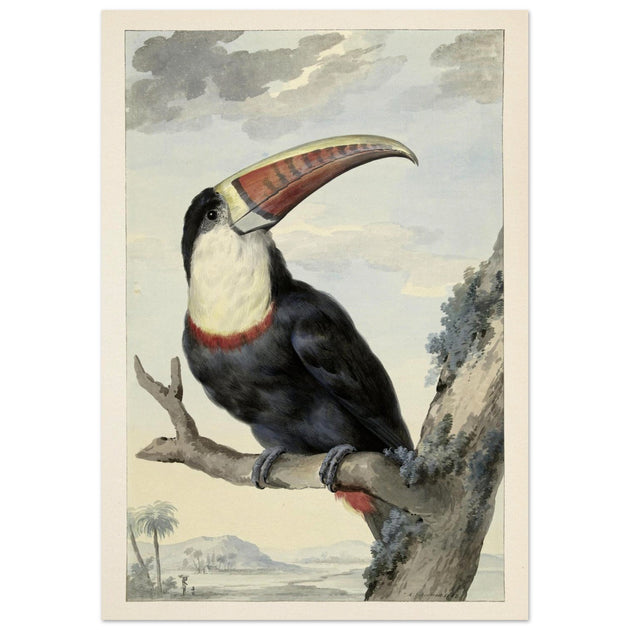 Red-billed Toucan by Aert Schouman vintage illustration 1748. Walla rt decor