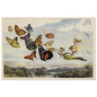 Richard Doyle illustration for Fairyland. The Fairy Queen in her carriage driven by butterflies.