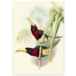 Art print of two vintage red toucans by John Gould XIX Century. Antique bird painting