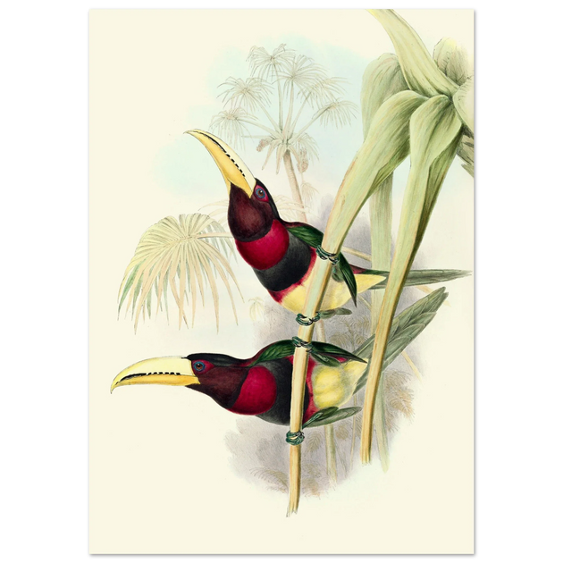 Art print of two vintage red toucans by John Gould XIX Century. Antique bird painting