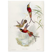 Hummingbirds  by John Gould XIX century . A Monograph of the Trochilidae. 4884