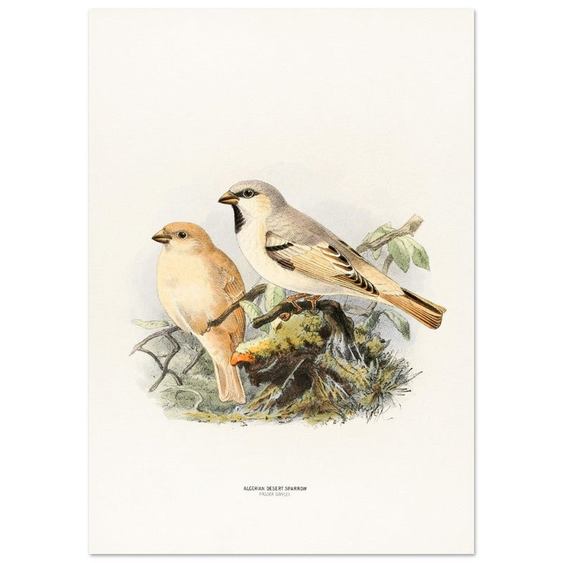 Algerian desert sparrow. Vintage bird print.   XIX beautiful illustration of european birds collection.