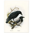 Carrion and hooded crows. Vintage bird print.   XIX beautiful illustration of european birds collection.