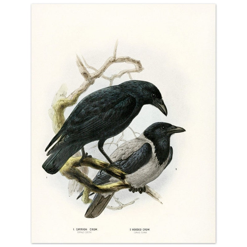Carrion and hooded crows. Vintage bird print.   XIX beautiful illustration of european birds collection.