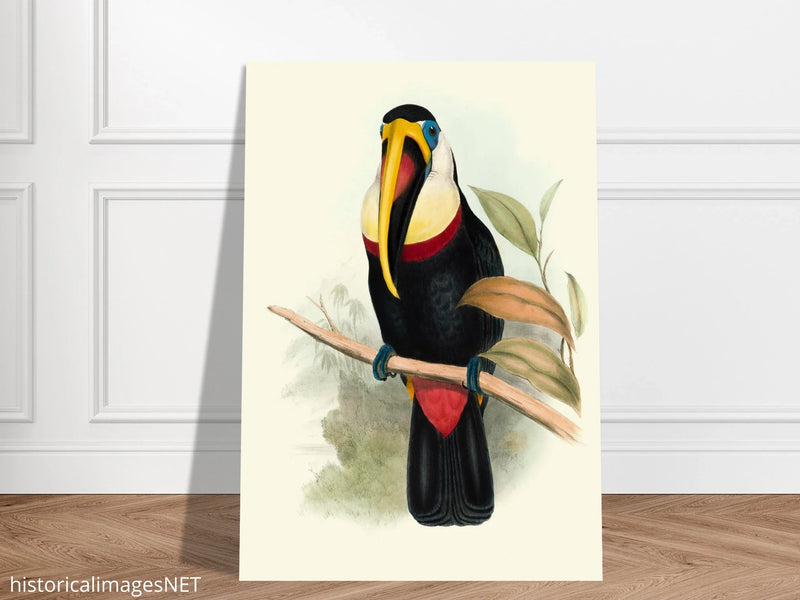 Toucan by John Gould XIX Century. Antique bird painting