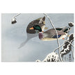 Two Mallards near a Snow-Covered Lotus by Ohara Koson