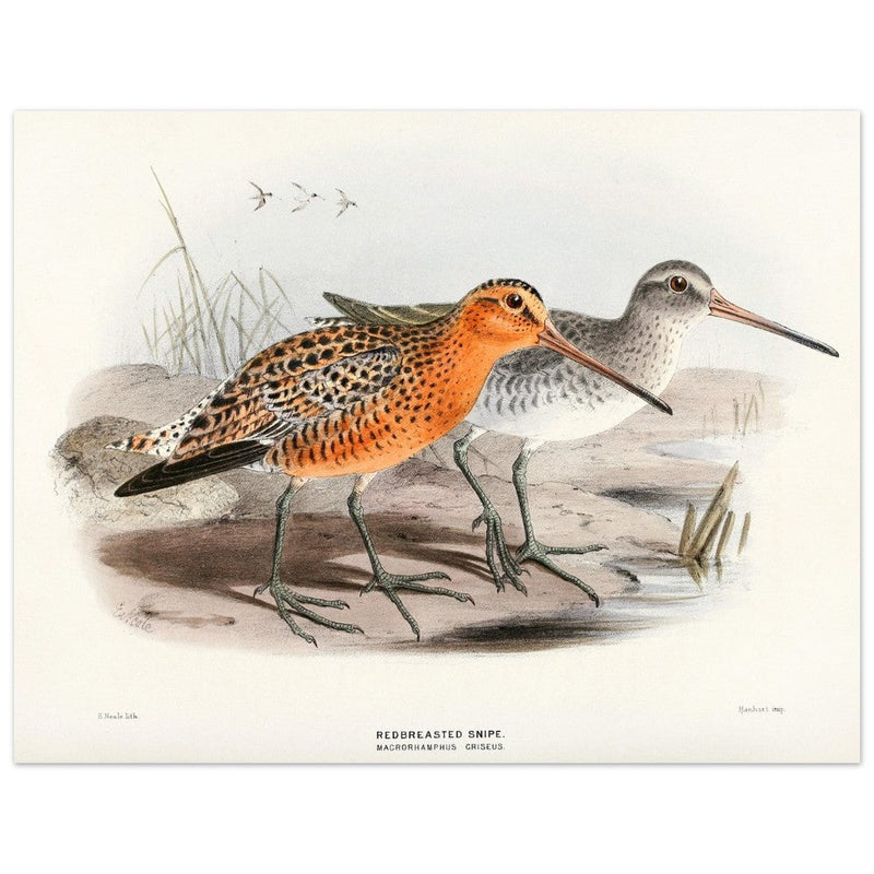 Redbreasted snipe birds. Vintage bird print.   XIX beautiful illustration of asian birds collection.