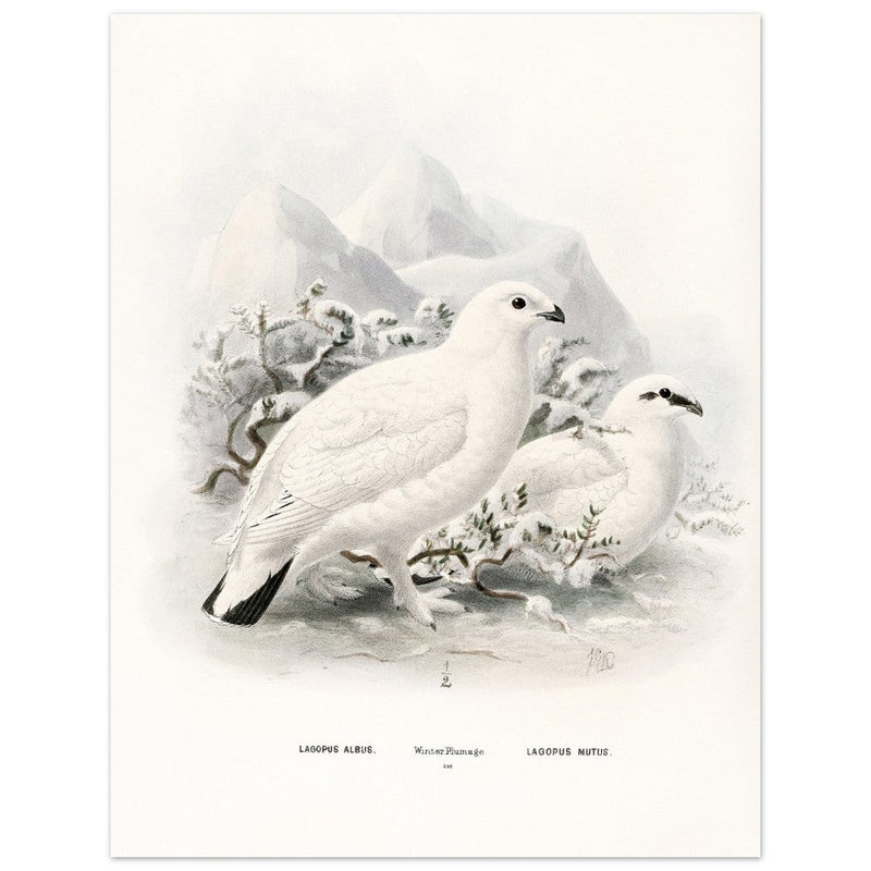 Willow and Rock Ptarmigan birds. Vintage bird print.   XIX beautiful illustration of european birds collection.