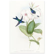 Hummingbirds by John Gould XIX century . A Monograph of the Trochilidae. 004848
