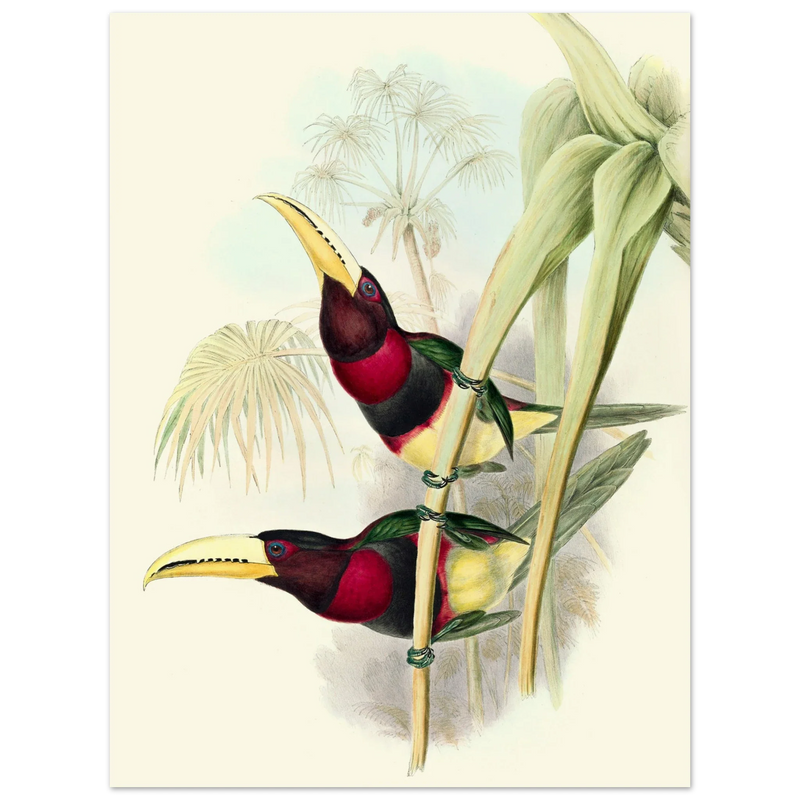 Art print of two vintage red toucans by John Gould XIX Century. Antique bird painting