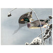 Two Mallards near a Snow-Covered Lotus by Ohara Koson