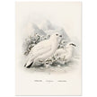 Willow and Rock Ptarmigan birds. Vintage bird print.   XIX beautiful illustration of european birds collection.