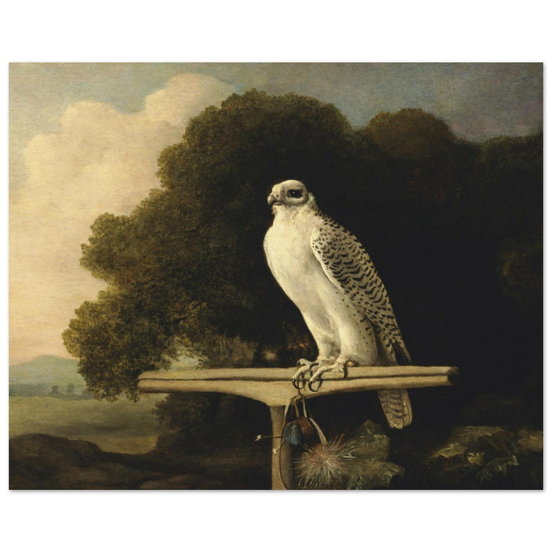 Greenland Falcon old oil paint  by George Stubbs.