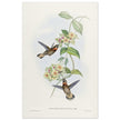 Hummingbirds  by John Gould XIX century . A Monograph of the Trochilidae. 4937