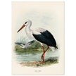 White stork. Vintage bird print .   XIX beautiful illustration of european birds collection.
