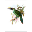 Art print / canvas of vintage green toucan by John Gould XIX Century. Antique bird painting