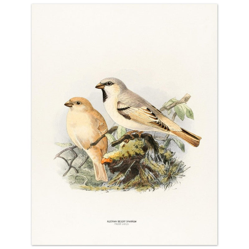 Algerian desert sparrow. Vintage bird print.   XIX beautiful illustration of european birds collection.