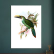 Art print / canvas of vintage green toucan by John Gould XIX Century. Antique bird painting