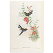 Hummingbirds  by John Gould XIX century . A Monograph of the Trochilidae.